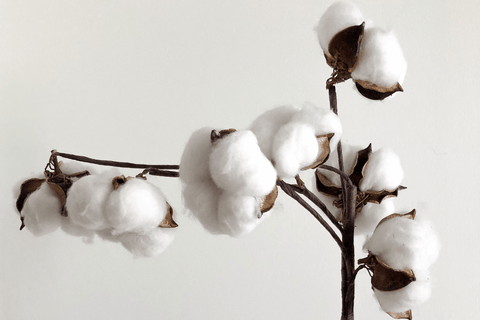 A closeup photo of cotton being grown against a white background.
